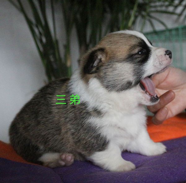 柯基犬图片
