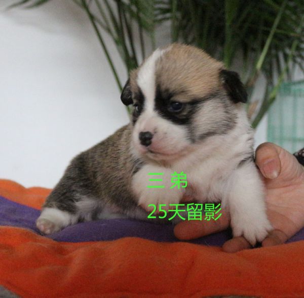 柯基犬多少钱