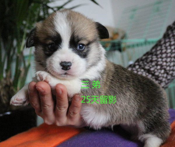 柯基犬价格