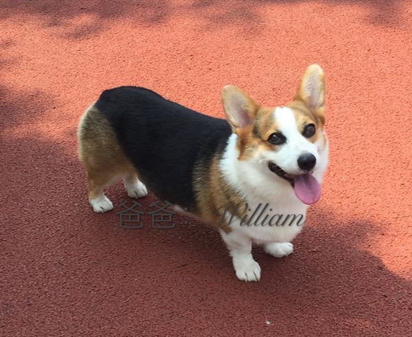 william.JPG