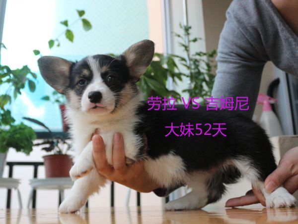 52天柯基犬大妹.jpg