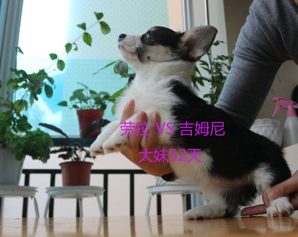 52天柯基犬大妹1.jpg
