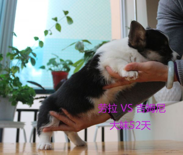 52天柯基犬大妹3.jpg
