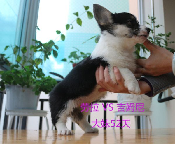 52天柯基犬大妹4.jpg