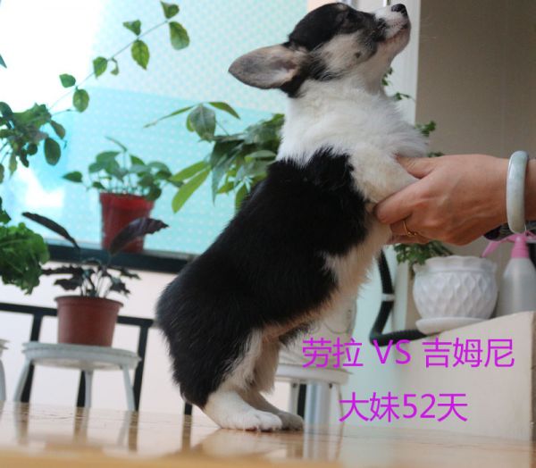 52天柯基犬大妹5.jpg
