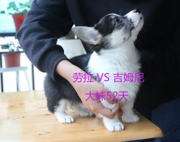 52天柯基犬大妹7.jpg