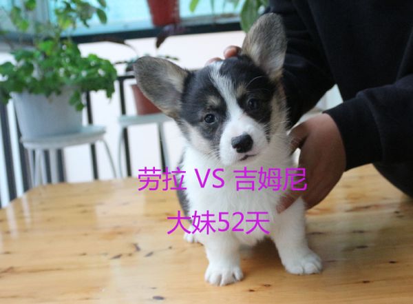 52天柯基犬大妹8.jpg