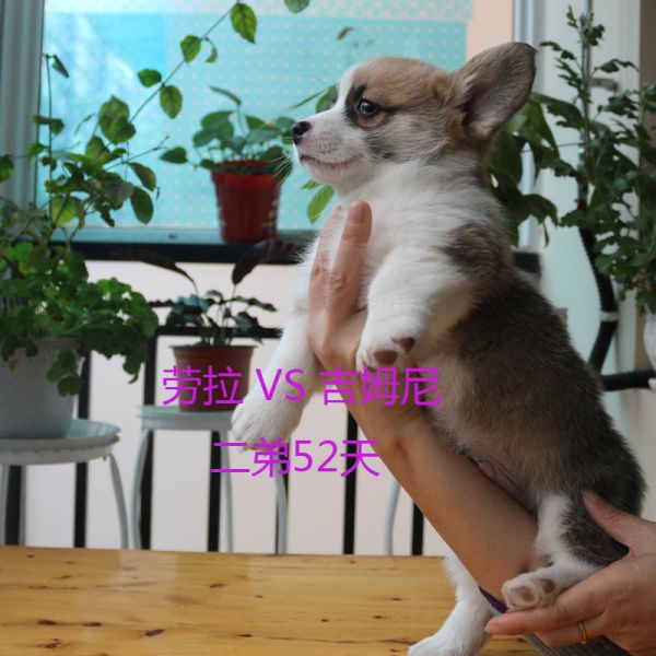 52天柯基犬二弟.jpg