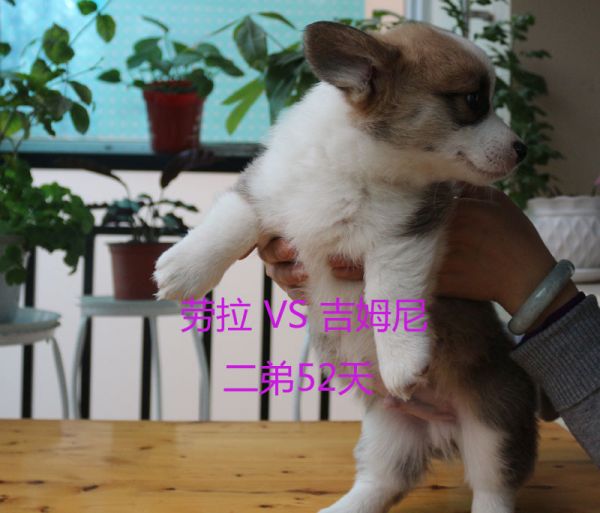 52天柯基犬二弟2.jpg