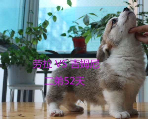 52天柯基犬二弟8.jpg