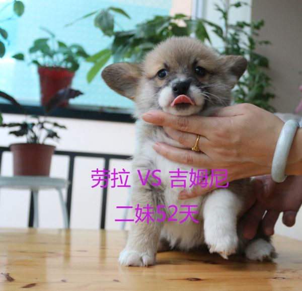 52天柯基犬二妹.jpg