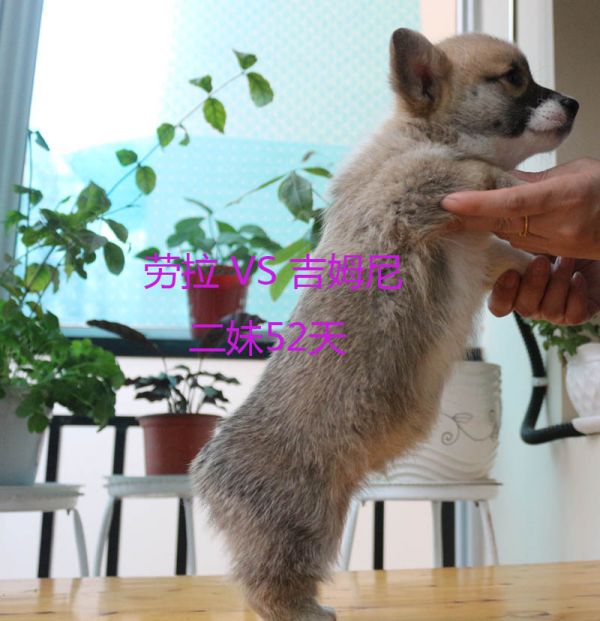 52天柯基犬二妹2.jpg