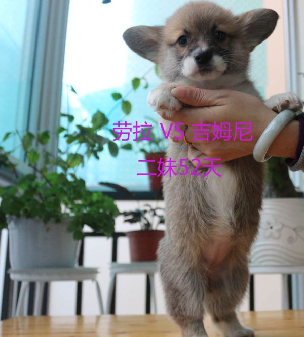 52天柯基犬二妹3.jpg