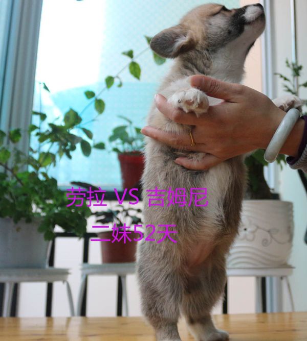 52天柯基犬二妹4.jpg