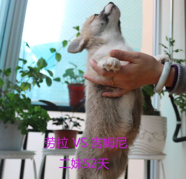 52天柯基犬二妹5.jpg