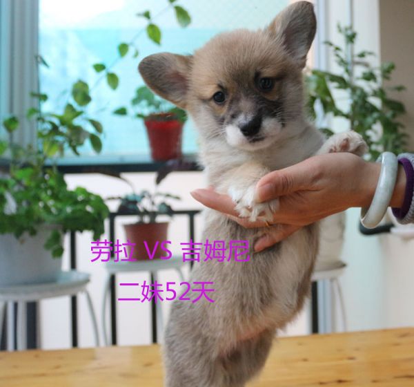 52天柯基犬二妹6.jpg