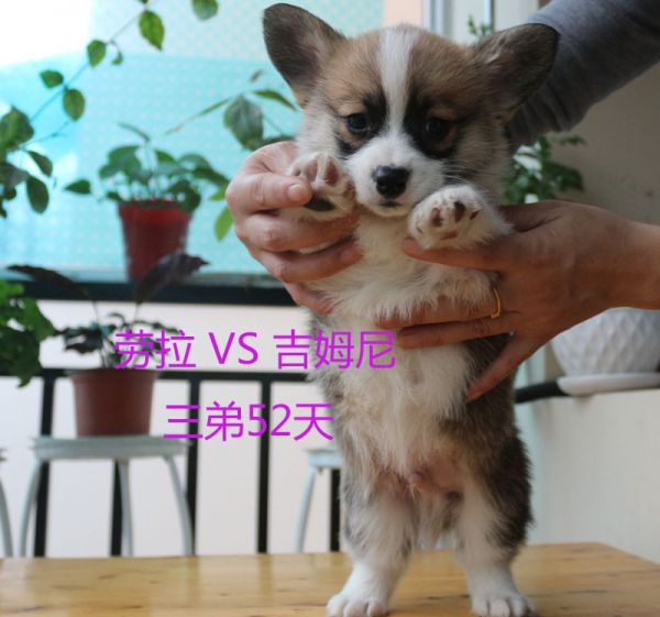 52天柯基犬三弟4.jpg
