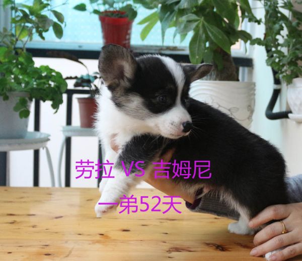 52天柯基犬一弟1.jpg