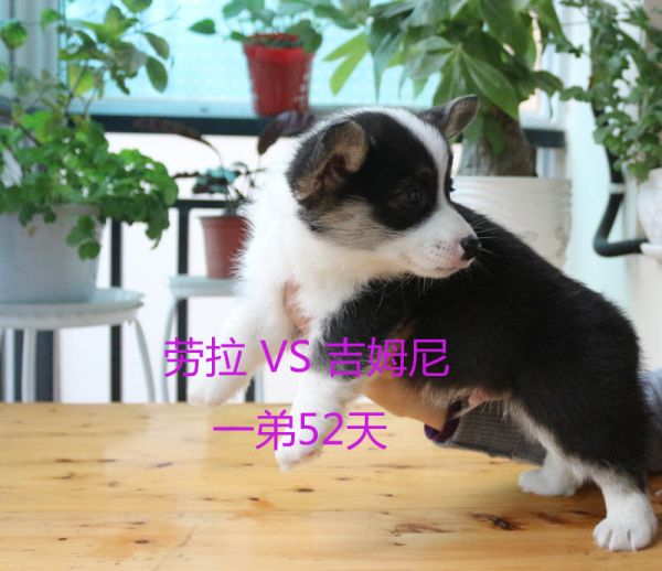 52天柯基犬一弟2.jpg
