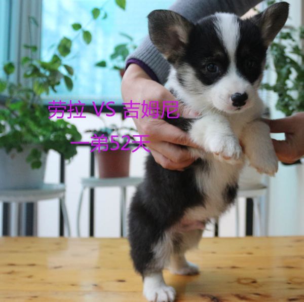 血统柯基犬价格