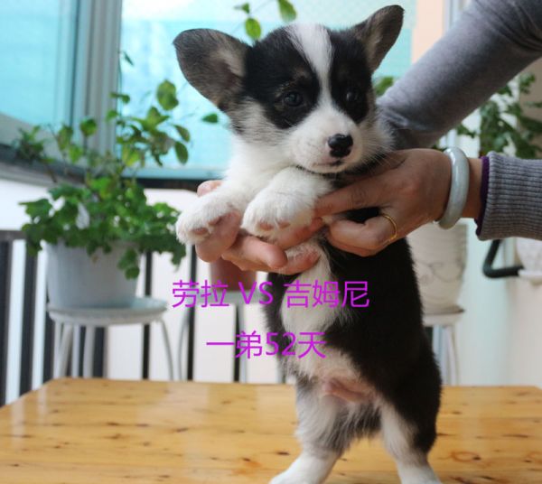 52天柯基犬一弟5.jpg