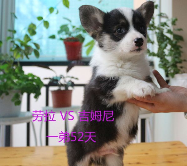 纯种柯基犬照片