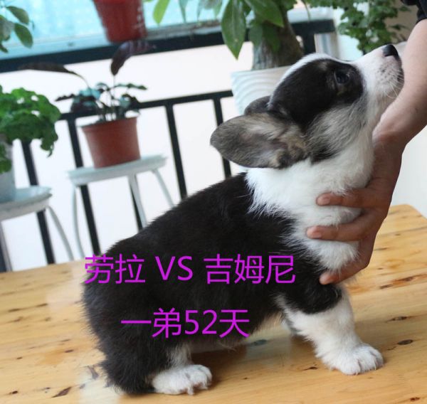 52天柯基犬一弟7.jpg