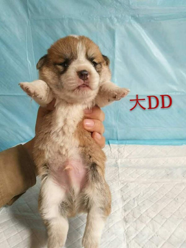 老大DD