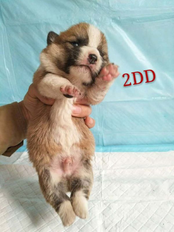 老二DD