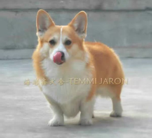 狗爸杰伦