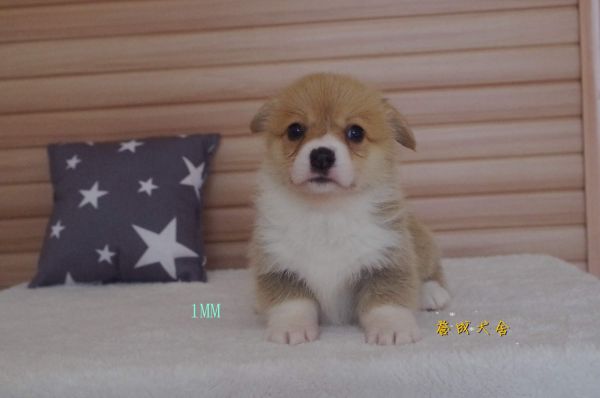 1mm (7)_副本.jpg
