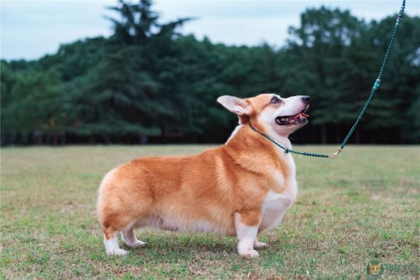 狗爸阿宝