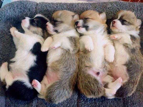 四只小家伙合影