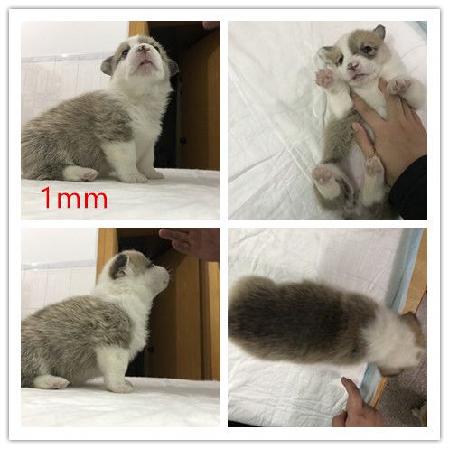 1mm.jpg