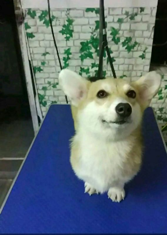 麻麻