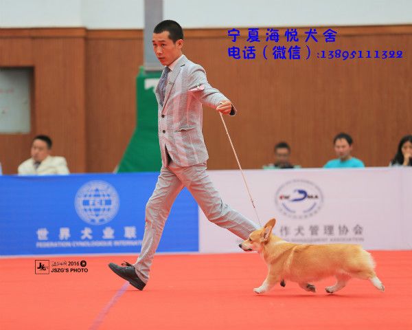 095116zswowpnmtrssnsr2.jpg