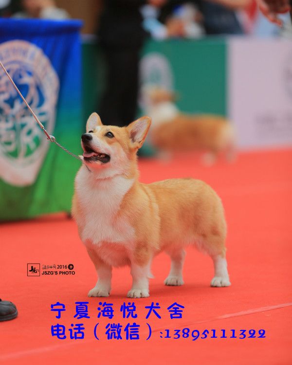 095123cobbcn370sn04hdd.jpg