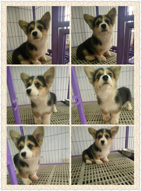 webwxgetmsgimg (1).jpg