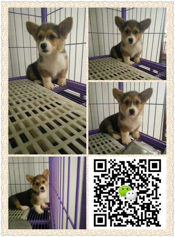 webwxgetmsgimg (2).jpg