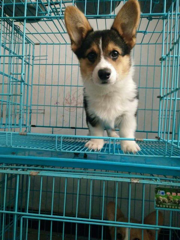 webwxgetmsgimg (5).jpg