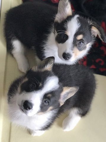 2017-04-04 093920(1) (1).jpg