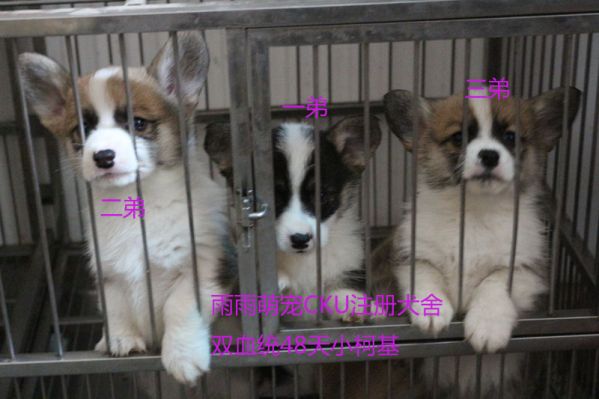 纯种柯基幼犬照片