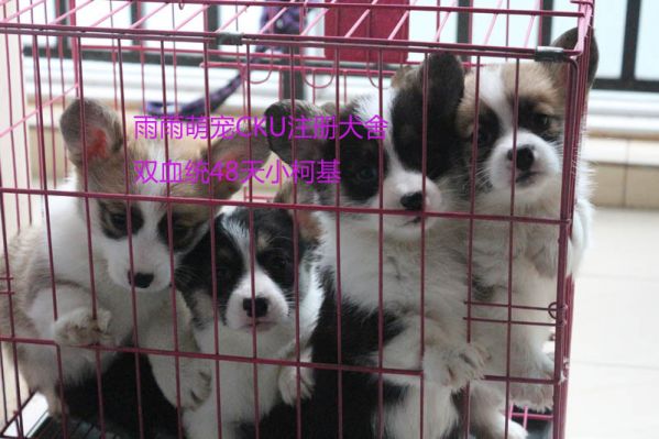 纯种柯基犬照片