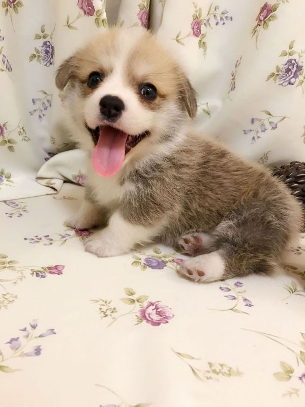 小三胖.jpg
