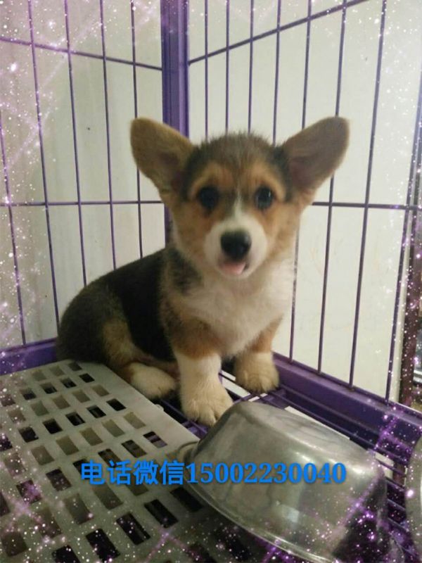 webwxgetmsgimg (1).jpg