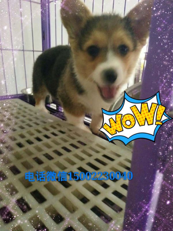 webwxgetmsgimg (2).jpg