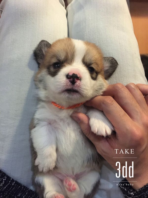 webwxgetmsgimg (2)_副本3DD.jpg