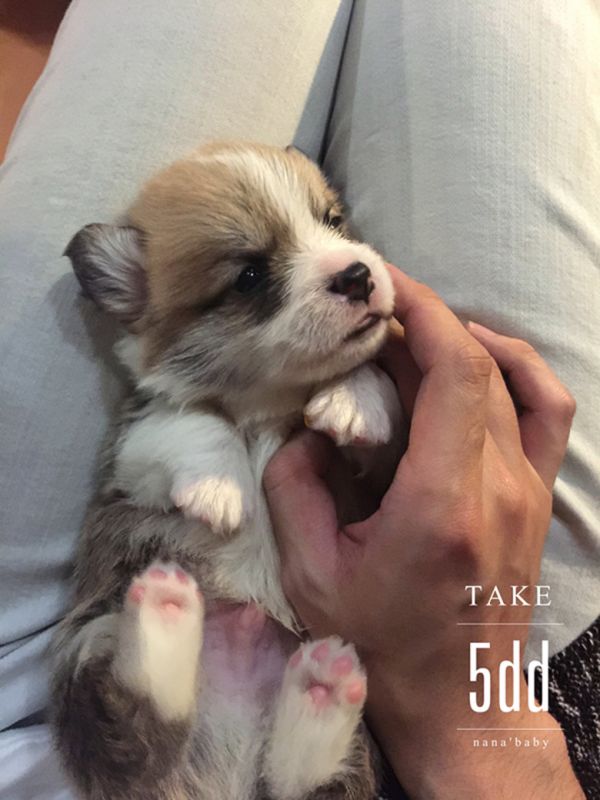 webwxgetmsgimg (3)_副本5DD.jpg