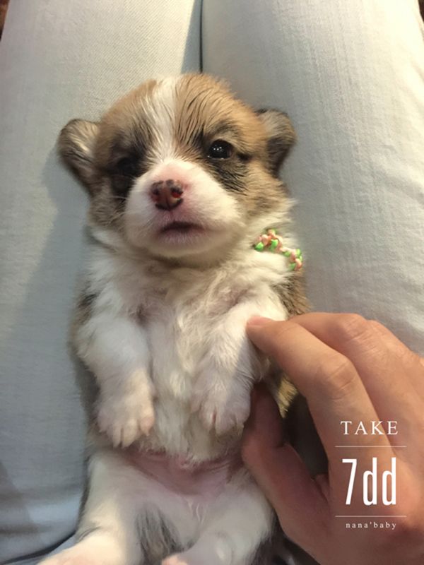 webwxgetmsgimg (4)_副本7DD.jpg