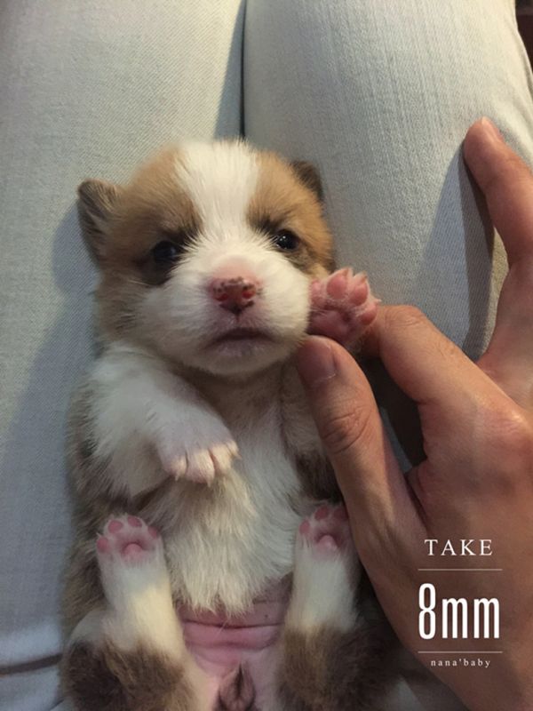 webwxgetmsgimg (5)_副本8MM.jpg